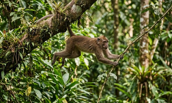 monkey